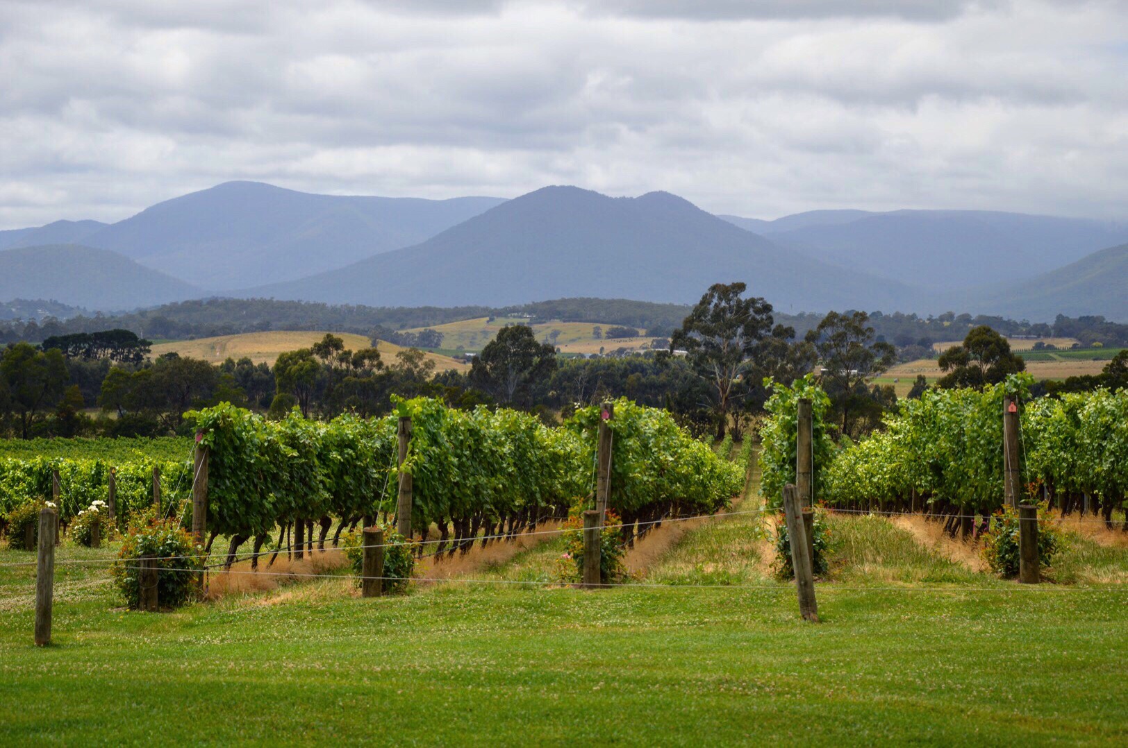 yarra valley wine tours including chandon